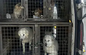 Van'da can dostları yeni yuvalarına kavuştu