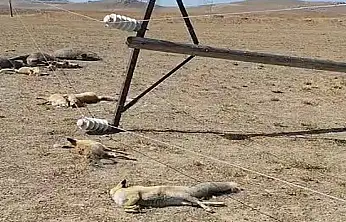 Van'da korkunç manzara: Düşen enerji hattı yaban hayvanlarını öldürdü