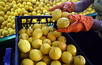 Van'da limon fiyatları cep yakıyor