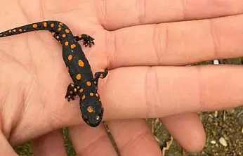 Van'da nadir rastlanan benekli semender görüldü
