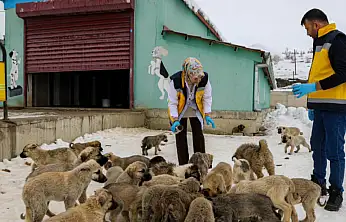 Van'da sahipsiz hayvanlara şefkat eli