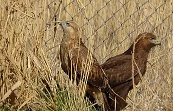 Van'da tedavi edilen yırtıcı kuşlar doğal yaşam alanına salınıyor