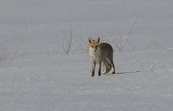 Van'da tilkilerin kar altındaki fare avı görüntülendi