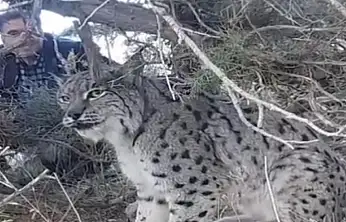 Van'da vaşak görüntülendi