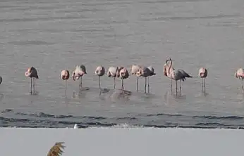 Van Gölü Havzasında flamingolar göç etmedi