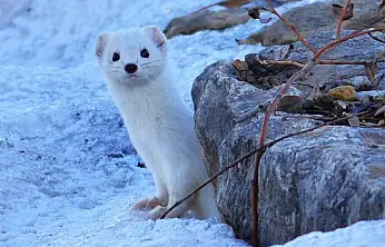 Van Gölü kıyısında beyaz gelincik görüldü
