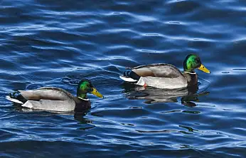 Van Gölü sahilinde yeşilbaş ördekler görüntülendi