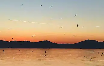 Van Gölü üzerinde kuş sürüsünün görsel şöleni