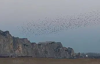 Van Kalesi semalarında sığırcık dansı