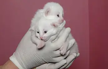 Van Kedi Villası'nda bu yıl 120 yavru dünyaya geldi