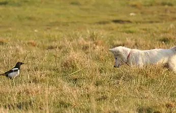 Van kedisine benzetti, fare avlayan köpek olduğu ortaya çıktı