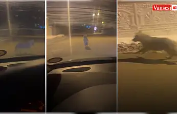Van'da gece saatlerinde kurt görüldü