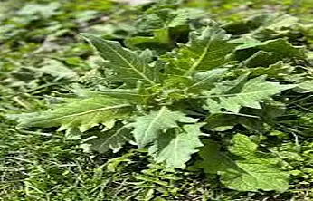 Van Tarım ve Orman İl Müdürlüğü'nden 'güzelavrat otu' uyarısı