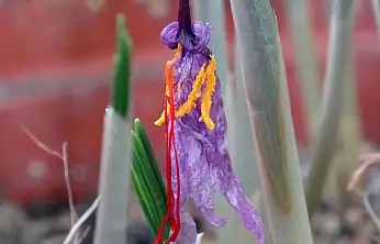 VANF Herbaryumu'nda safran koruma altında