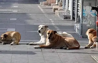 Vangölü Aktivistleri: Sokak hayvanlarına dair uygulamalar yeniden gözden geçirilmeli