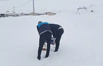 Yaban hayvanları için Erek Dağı eteklerinde yem bırakıldı