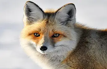 Yaban hayvanlarının yerleşim yerlerine inmesi endişelendiriyor