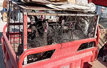 Yılbaşı öncesi hindi satışlarına yoğun ilgi