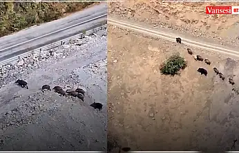 Yüksekova-Van kara yolu üzerinde domuz sürüsü görüntülendi