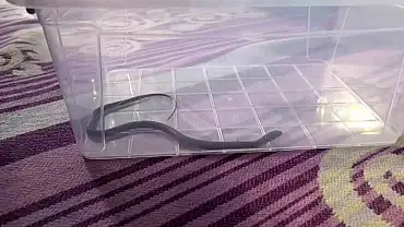 4’üncü kattaki bir evin çocuk odasına yılan girdi