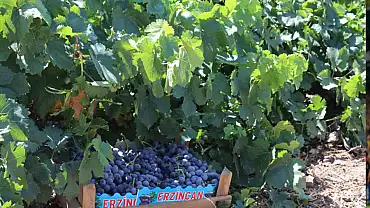 Zirai dondan etkilenen çiftçilere destek