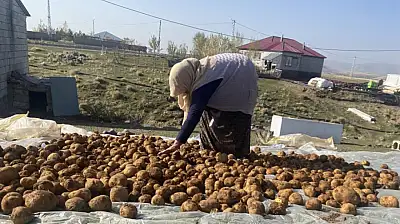 Kışlık patatesler toprağa gömülerek korunuyor