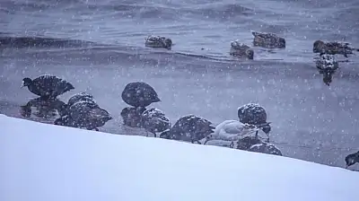 Tatvan'a kış ortasında kuş akını