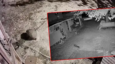 Türkiye'de nadir görülen bal porsuğu ile sansar görüntülendi