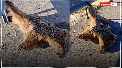 Van'da aracın çarptığı ayı telef oldu