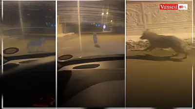 Van'da gece saatlerinde kurt görüldü