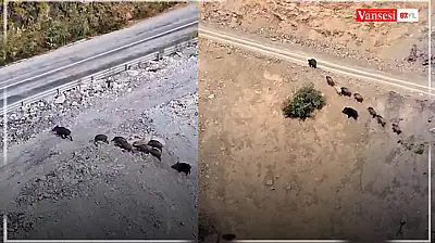 Yüksekova-Van kara yolu üzerinde domuz sürüsü görüntülendi