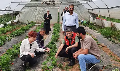 Dr. Şişman çilek serasını gezdi