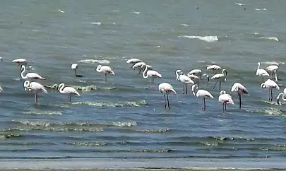 Flamingolar Erçek Gölü'ne gelmeye başladı