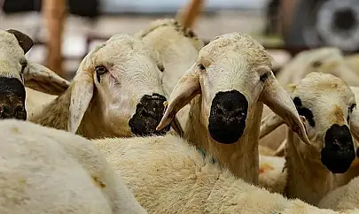 İpekyolu'nda kurban satış ve kesim yerleri belirlendi