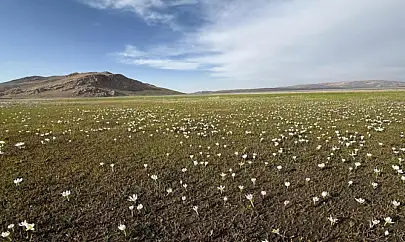 Keşiş Gölü kardelenlerle bezendi