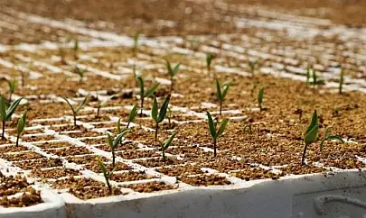 Tuşba Belediyesi'nden ücretsiz sebze fidesi dağıtımı