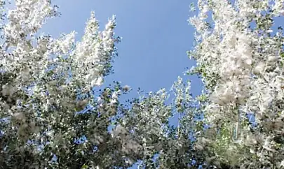 Uzmanlardan Vanlılara polen uyarısı