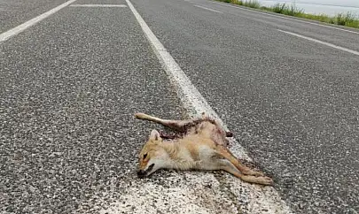 Van'da araçların çarptığı iki tilki telef oldu