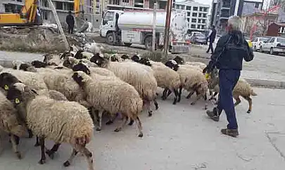 Van'da kurbanlıklar şehire indi