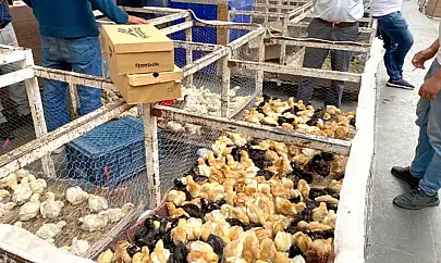 Van'da tavuk ve civcive talep arttı