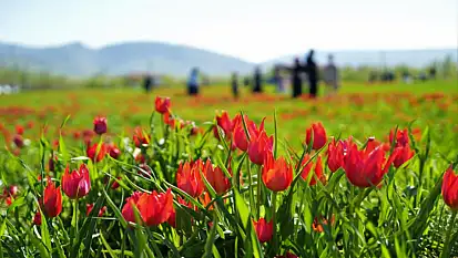 20 günlük lale devri başladı