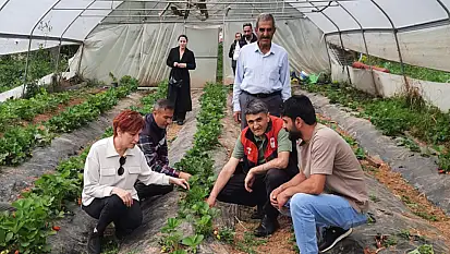 Dr. Şişman çilek serasını gezdi