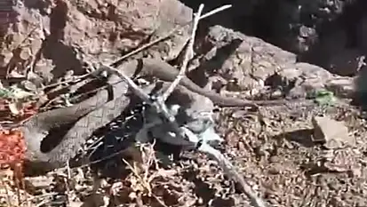 Erek Dağı'nda zehirli radde engereği görüntülendi