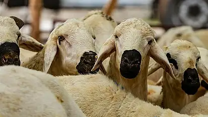 İpekyolu'nda kurban satış ve kesim yerleri belirlendi