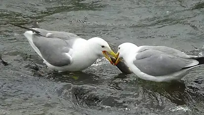 Martıların balık kavgası