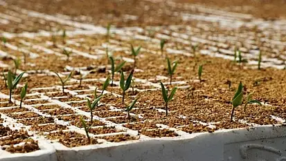 Tuşba Belediyesi'nden ücretsiz sebze fidesi dağıtımı