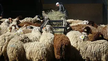 Üniversiteli kurbanlıklar kapışılıyor