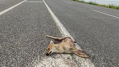 Van'da araçların çarptığı iki tilki telef oldu