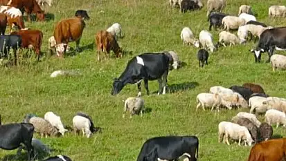 Van'da büyükbaş ve küçükbaş hayvanlar için gölgelik yaptırılıyor