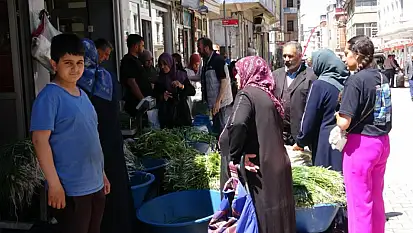 Van'ın yüksek kesimlerinden toplanan otlara yoğun ilgi